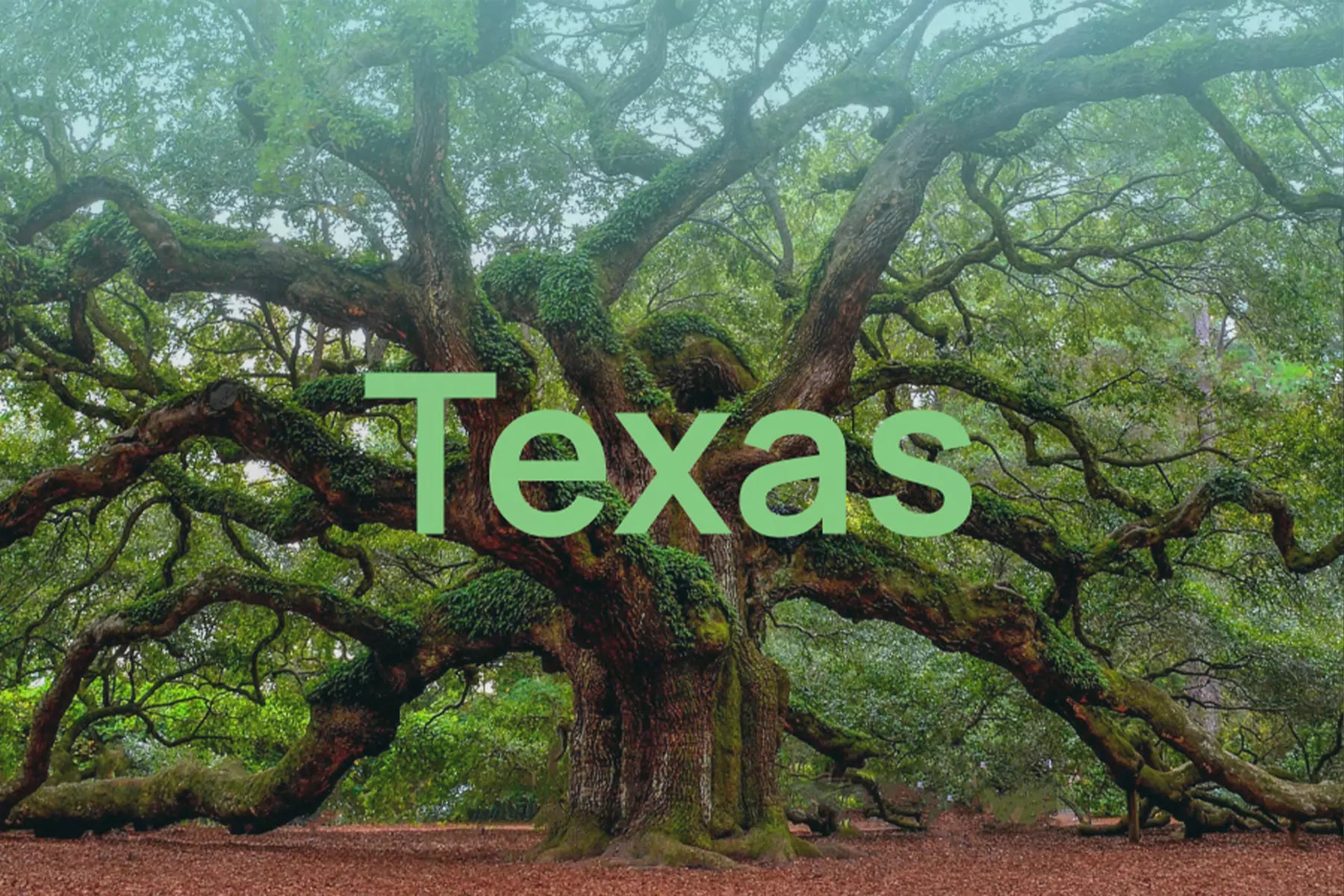 Defeat Texas Allergy Season Once and For All