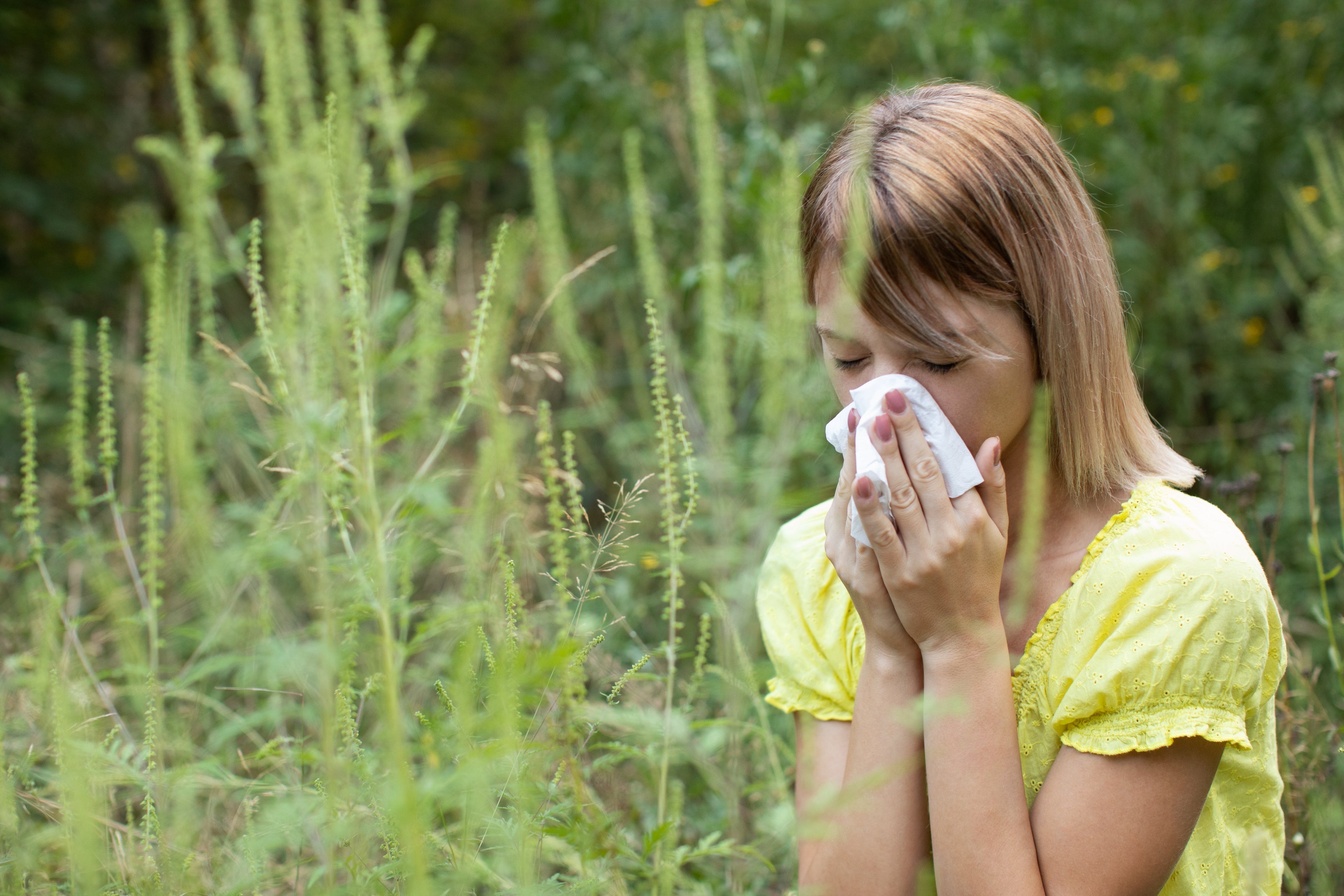 How to Treat Ragweed Allergy: Symptoms, Causes, and Treatment Options