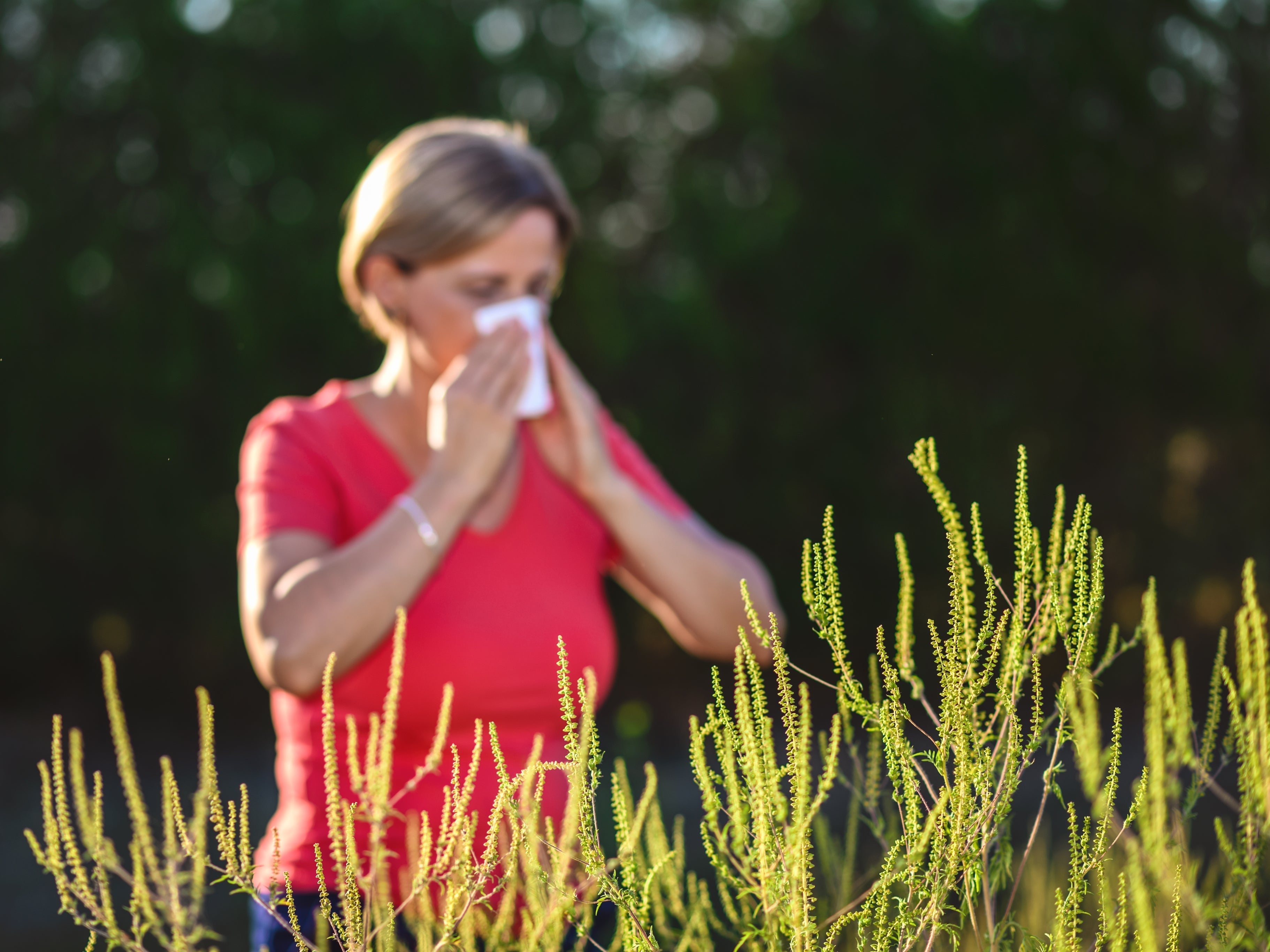 Timothy Grass Allergy Treatments