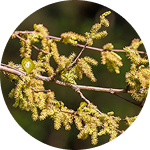 Mulberry
