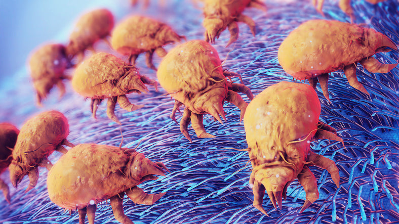 How to Know If You Have Dust Mites