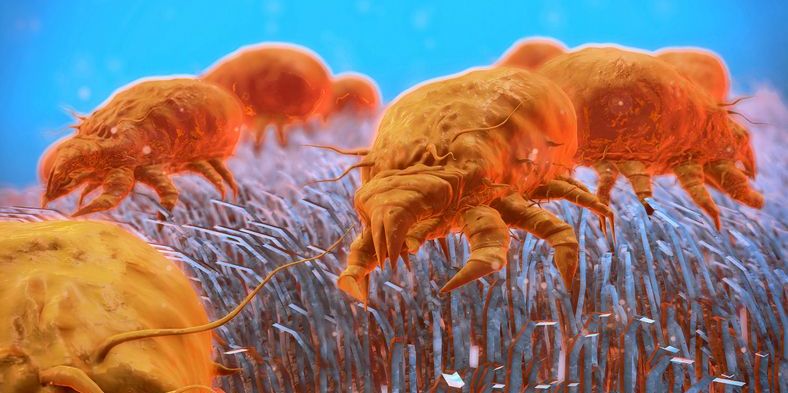 Dust Mites Immunotherapy