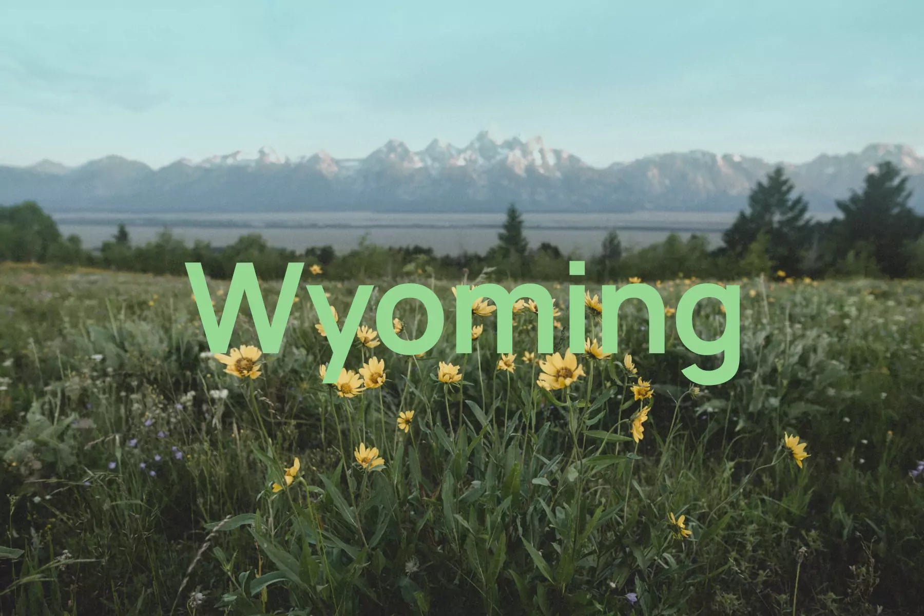 Breathe Easier During Wyoming Allergy Season