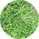 Bermuda grass