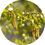 Birch