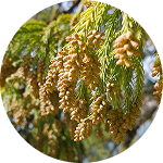 Cedar