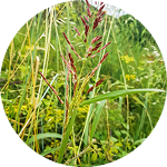 Johnson grass