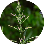 Kentucky Bluegrass