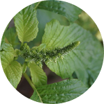 Pigweed