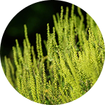 Ragweed