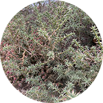 Russian Thistle