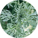 Sagebrush