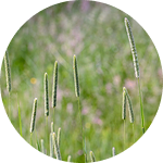 Timothy grass